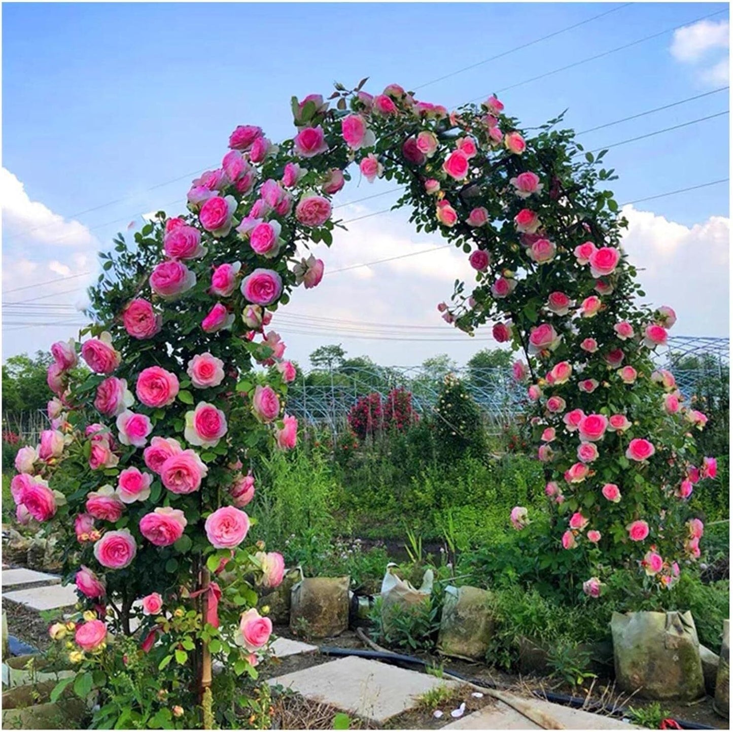 Rosenbogen Torbogen Rankgitter Gartenbogen Rankhilfe 240cm