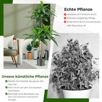 Kunstpflanze Dracena Zimmerpflanze Palme Drachenbaum Topf